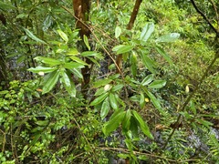 Caldcluvia paniculata, photograph (c) Cesar Ormazabal, some rights reserved (CC BY)