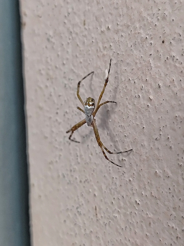 Silver Garden Orbweaver