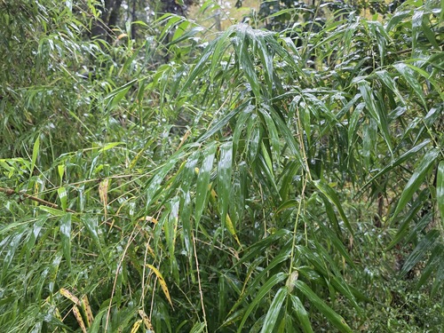 Chusquea quila, photograph 6