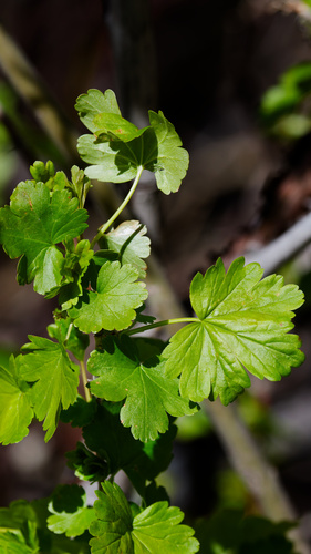 Ribes inerme, photograph 6