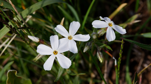 longleaf phlox (Phlox longifolia)