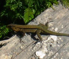 Bridges' Ameiva photo 2