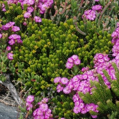 Euchaetis meridionalis