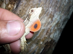 Anolis lyra