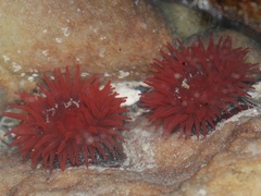Actinia ebhayiensis