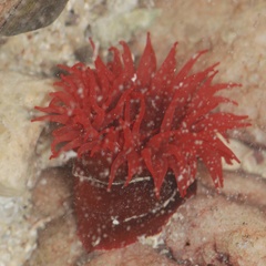 Actinia ebhayiensis