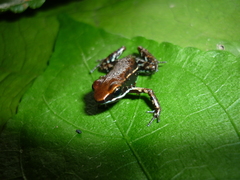 Epipedobates boulengeri