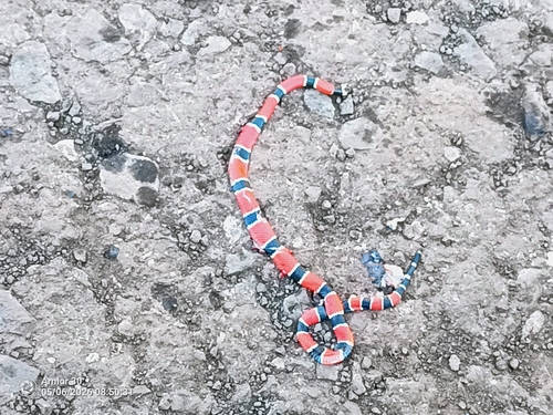 Painted Coralsnake