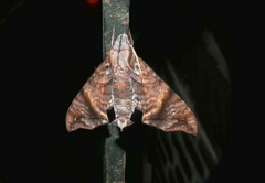 Nyceryx hyposticta