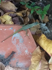 Anolis roquet