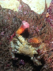 Acantholithodes hispidus