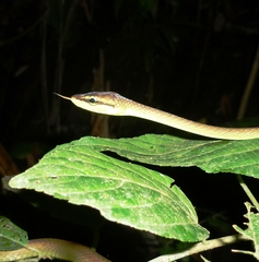 Oxybelis brevirostris