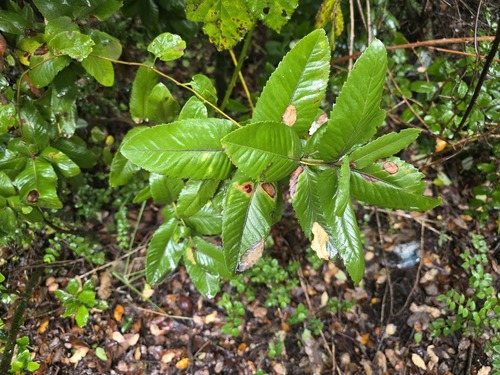 Eucryphia cordifolia, photograph 6