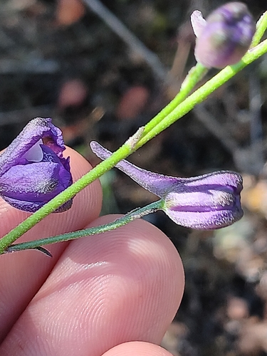 Delphinium parryi, photograph 3