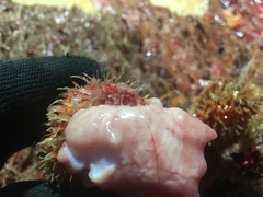 Acantholithodes hispidus