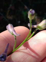 Delphinium parryi, photograph author not stated, no rights reserved