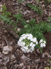 Dryopetalon runcinatum