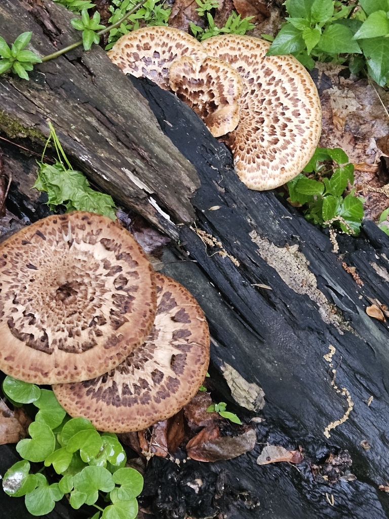 Dryad's Saddle · May 2026 · photo: Photo: (c) Josh Ebbin, some rights reserved (CC BY) · iNaturalist