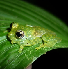 Sachatamia albomaculata