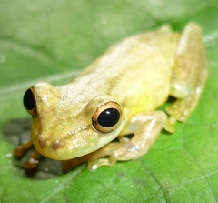Scinax tsachila