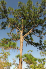 Pinus elliottii densa