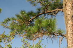 Pinus elliottii densa