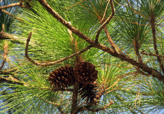 Pinus elliottii densa