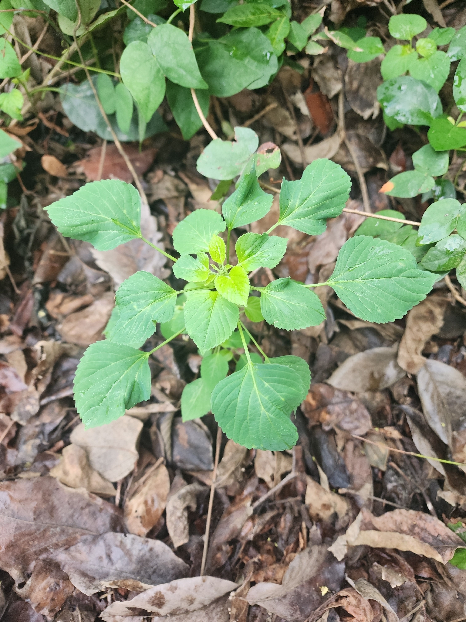Acalypha indica — ảnh 3