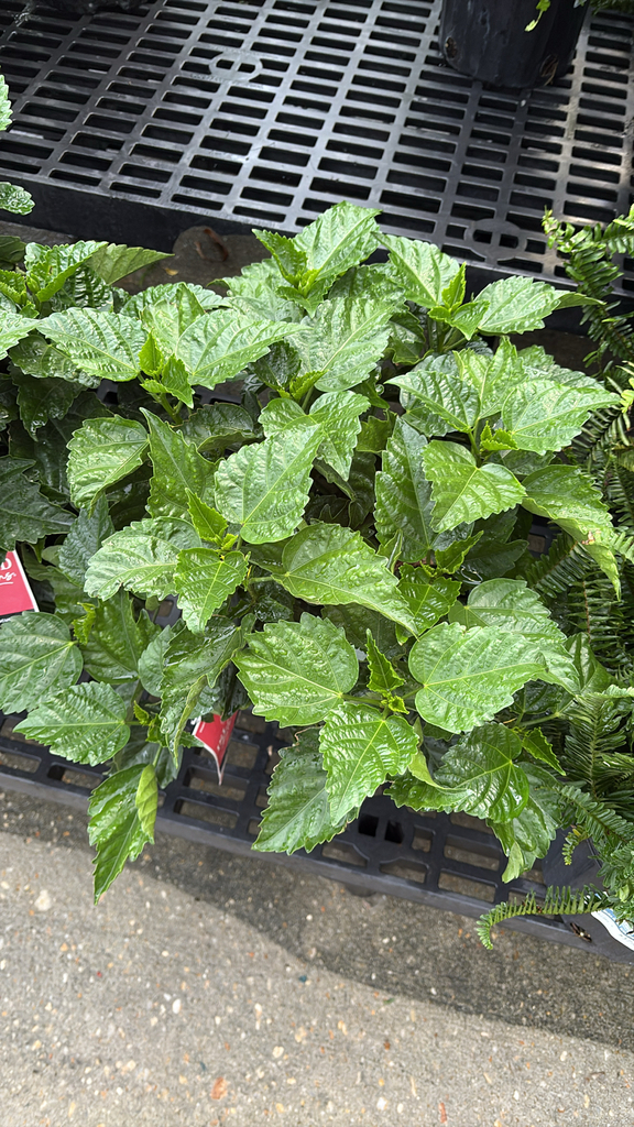 Kimberly Queen fern growing in a shaded position