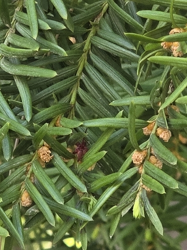 Taxus cuspidata, photograph 4
