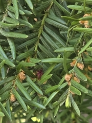 (c) Merlla McLaughlin, some rights reserved (CC BY) Taxus cuspidata, photograph (c) Merlla McLaughlin, some rights reserved (CC BY)
