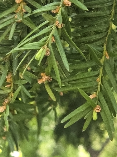 Taxus cuspidata, photograph 5