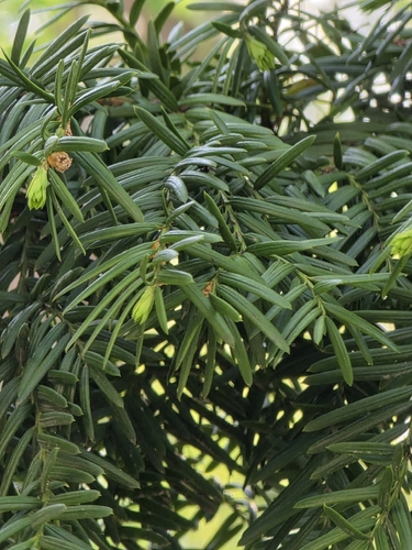 Taxus cuspidata, photograph 6
