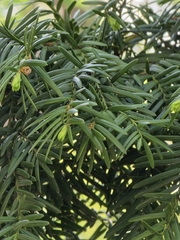 Taxus cuspidata, photograph (c) Merlla McLaughlin, some rights reserved (CC BY)