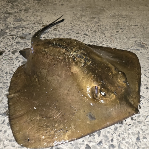 Tortonese's stingray (Dasyatis tortonesei) — Dasyatidae — 3