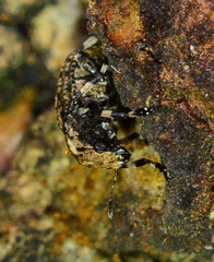 Euparius marmoreus
