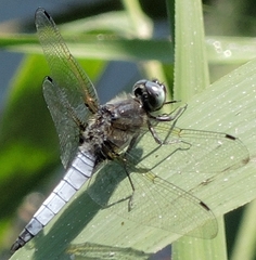 Libellula fulva
