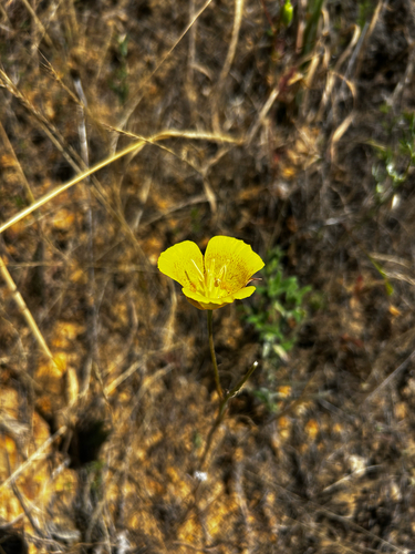 iNaturalist observation photo of Yellow Mariposa Lily