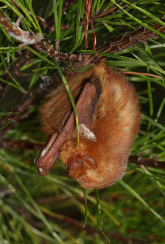 Eastern Red Bat photographed in Virginia