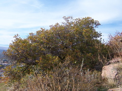Quercus × pauciloba