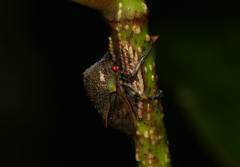 Metcalfiella erecta