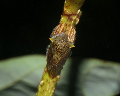 Metcalfiella erecta