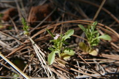 Centranthus calcitrapae