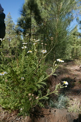 Argyranthemum tenerifae image