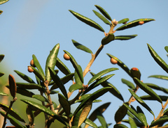 Belonocnema fossoria
