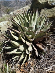 Agave parryi parryi