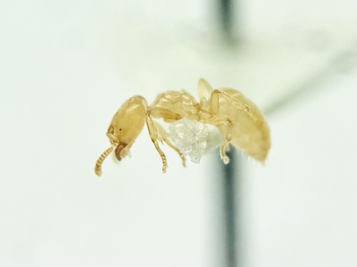 日本尖尾蚁Acropyga nipponensis