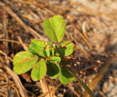 Chapmannia floridana