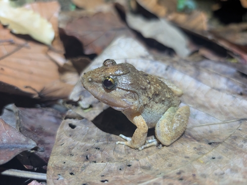 Limnonectes gyldenstolpei observed 2026-05-06