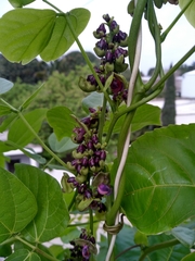 Mucuna pruriens